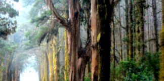 Caminos de Gran Canaria. Autora: @leyanesy