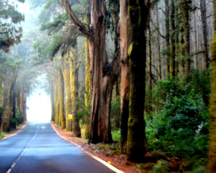 Caminos de Gran Canaria. Autora: @leyanesy